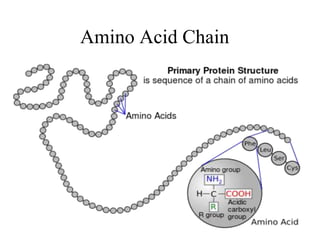 Amino Acid Chain
 