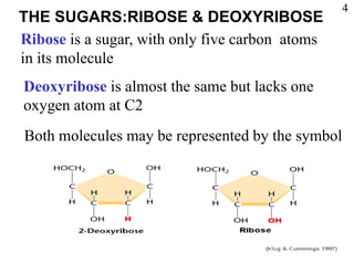 Ribose is a sugar, with only five carbon atoms
in its molecule
Deoxyribose is almost the same but lacks one
oxygen atom at C2
Both molecules may be represented by the symbol
THE SUGARS:RIBOSE & DEOXYRIBOSE
4
 