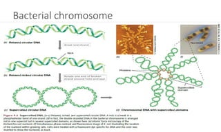 Bacterial chromosome
 