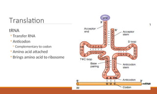 Translation
tRNA
◦ Transfer RNA
◦ Anticodon
◦ Complementary to codon
◦ Amino acid attached
◦ Brings amino acid to ribosome
 