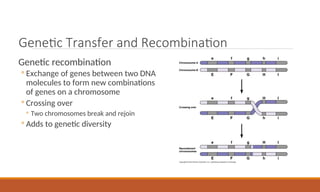 Genetic Transfer and Recombination
Genetic recombination
◦ Exchange of genes between two DNA
molecules to form new combinations
of genes on a chromosome
◦ Crossing over
◦ Two chromosomes break and rejoin
◦ Adds to genetic diversity
 