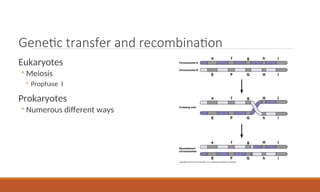 Genetic transfer and recombination
Eukaryotes
◦ Meiosis
◦ Prophase I
Prokaryotes
◦ Numerous different ways
 