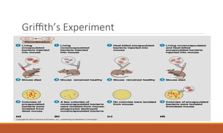 Griffith’s Experiment
 