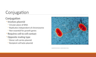 Conjugation
Conjugation
◦ Involves plasmid
◦ Circular piece of DNA
◦ Replicates independent of chromosome
◦ Non essential for growth genes
◦ Requires cell to cell contact
◦ Opposite mating type
◦ Donor cell carries plasmid
◦ Recipient cell lacks plasmid
 
