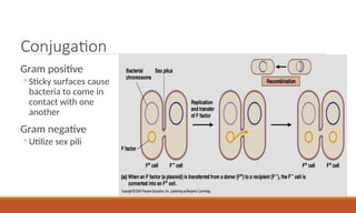 Conjugation
Gram positive
◦ Sticky surfaces cause
bacteria to come in
contact with one
another
Gram negative
◦ Utilize sex pili
 