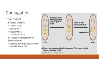 Conjugation
E coli model
◦ F factor plasmid
◦ Fertility factor
◦ Donors (F+
)
◦ Recipients (F-
)
◦ Converted to (F+
)
◦ F+
factor integrated into
chromosome
◦ Becomes Hfr (high frequency of
recombination) cell
 