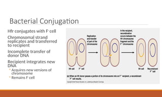 Bacterial Conjugation
Hfr conjugates with F-
cell
Chromosomal strand
replicates and transferred
to recipient
Incomplete transfer of
donor DNA
Recipient integrates new
DNA
◦ Acquires new versions of
chromosome
◦ Remains F-
cell
 