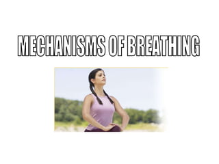 MECHANISMS OF BREATHING 