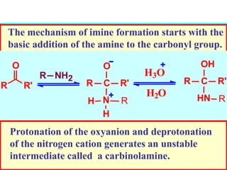 The mechanism of imine formation starts with the
basic addition of the amine to the carbonyl group.
H2O+
R R'
O
R NH2
-
R C
O
N
R'
RH
H
H3O
+
R C
OH
HN
R'
R
Protonation of the oxyanion and deprotonation
of the nitrogen cation generates an unstable
intermediate called a carbinolamine.
 