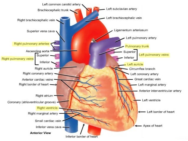 L7 circulatory routes veins arteries capillaries diagram 