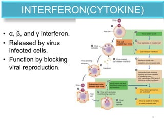 INTERFERON(CYTOKINE)
• α, β, and γ interferon.
• Released by virus
infected cells.
• Function by blocking
viral reproduction.
10
 