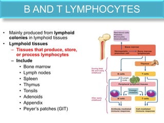 B AND T LYMPHOCYTES
• Mainly produced from lymphoid
colonies in lymphoid tissues
• Lymphoid tissues
– Tissues that produce, store,
or process lymphocytes
– Include
• Bone marrow
• Lymph nodes
• Spleen
• Thymus
• Tonsils
• Adenoids
• Appendix
• Peyer’s patches (GIT)
 