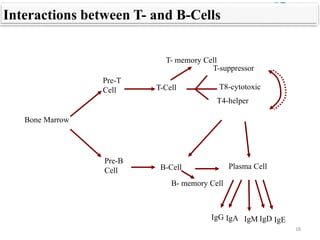 Bone Marrow
Pre-B
Cell
Pre-T
Cell T-Cell
T-suppressor
T4-helper
B-Cell Plasma Cell
IgG IgA IgM IgD IgE
Interactions between T- and B-Cells
T8-cytotoxic
T- memory Cell
B- memory Cell
18
 