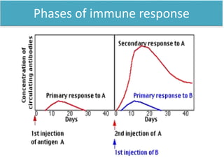 Phases of immune response
 