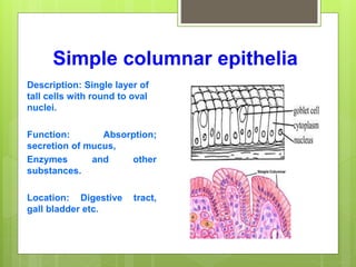 Simple columnar epithelia
Description: Single layer of
tall cells with round to oval
nuclei.
Function: Absorption;
secretion of mucus,
Enzymes and other
substances.
Location: Digestive tract,
gall bladder etc.
 