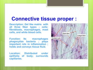 Connective tissue proper :
Description: Gel like matrix with
all three fiber types ; cells:
fibroblasts, macrophages, mast
cells, and white blood cells.
Function: Its macrophages
phagocytize bacteria ; plays
important role in inflammation ;
holds and conveys tissue fluid.
Location: Distributed under
epithelia of body; surrounds
capillaries.
 