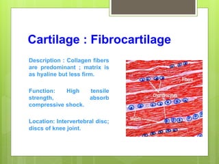Cartilage : Fibrocartilage
Description : Collagen fibers
are predominant ; matrix is
as hyaline but less firm.
Function: High tensile
strength, absorb
compressive shock.
Location: Intervertebral disc;
discs of knee joint.
 