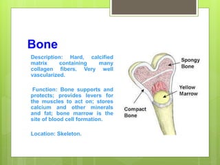 Bone
Description: Hard, calcified
matrix containing many
collagen fibers. Very well
vascularized.
Function: Bone supports and
protects; provides levers for
the muscles to act on; stores
calcium and other minerals
and fat; bone marrow is the
site of blood cell formation.
Location: Skeleton.
 