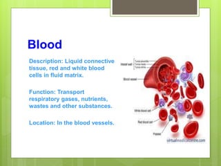 Blood
Description: Liquid connective
tissue, red and white blood
cells in fluid matrix.
Function: Transport
respiratory gases, nutrients,
wastes and other substances.
Location: In the blood vessels.
 