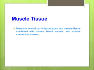 Muscle Tissue
 Muscle is one of our 4 tissue types and muscle tissue
combined with nerves, blood vessels, and various
connective tissues.
 