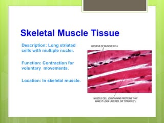 Skeletal Muscle Tissue
Description: Long striated
cells with multiple nuclei.
Function: Contraction for
voluntary movements.
Location: In skeletal muscle.
 