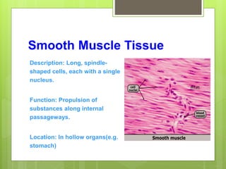 Smooth Muscle Tissue
Description: Long, spindle-
shaped cells, each with a single
nucleus.
Function: Propulsion of
substances along internal
passageways.
Location: In hollow organs(e.g.
stomach)
 