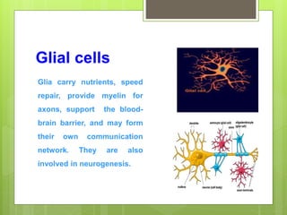 Glial cells
Glia carry nutrients, speed
repair, provide myelin for
axons, support the blood-
brain barrier, and may form
their own communication
network. They are also
involved in neurogenesis.
 