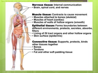 Figure 3.22 Summary of the major functions and body locations of the four tissue types: epithelial, connective, muscle, and nervous tissues.
Nervous tissue: Internal communication
• Brain, spinal cord, and nerves
Muscle tissue: Contracts to cause movement
Epithelial tissue: Forms boundaries between
different environments, protects, secretes, absorbs,
filters
Connective tissue: Supports, protects, binds
other tissues together
• Muscles attached to bones (skeletal)
• Muscles of heart (cardiac)
• Muscles of walls of hollow organs (smooth)
• Lining of GI tract organs and other hollow organs
• Skin surface (epidermis)
• Bones
• Tendons
• Fat and other soft padding tissue
 