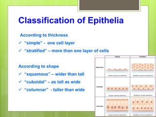 Classification of Epithelia
According to thickness
 “simple” - one cell layer
 “stratified” – more than one layer of cells
According to shape
 “squamous” – wider than tall
 “cuboidal” – as tall as wide
 “columnar” - taller than wide
 