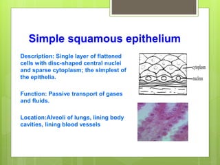 Simple squamous epithelium
Description: Single layer of flattened
cells with disc-shaped central nuclei
and sparse cytoplasm; the simplest of
the epithelia.
Function: Passive transport of gases
and fluids.
Location:Alveoli of lungs, lining body
cavities, lining blood vessels
 