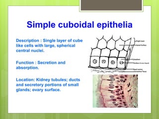 Simple cuboidal epithelia
Description : Single layer of cube
like cells with large, spherical
central nuclei.
Function : Secretion and
absorption.
Location: Kidney tubules; ducts
and secretory portions of small
glands; ovary surface.
 
