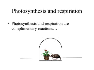 grade 8 science ppt, photosythesis and cellular respiration | PPT