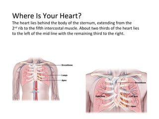 Where Is Your Heart? The heart lies behind the body of the sternum, extending from the  2 nd  rib to the fifth intercostal muscle. About two thirds of the heart lies to the left of the mid line with the remaining third to the right.  
