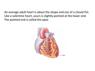 An average adult heart is about the shape and size of a closed fist. Like a valentine heart, yours is slightly pointed at the lower end. The pointed end is called the apex  