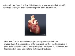 Although your heart is hollow, it isn't empty. In an average adult, about 5 quarts (4.7 litres) of blood flow through the heart each minute.  Your heart's walls are made mostly of strong muscle, called the myocardium. The myocardium is the strongest, hardest-working muscle in your body. It continuously pumps your blood through 60,000 miles (96,560 kilometres) of blood vessels for a lifetime, without rest! 