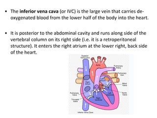 The  inferior vena cava  (or IVC) is the large vein that carries de-oxygenated blood from the lower half of the body into the heart. It is posterior to the abdominal cavity and runs along side of the vertebral column on its right side (i.e. it is a retroperitoneal structure). It enters the right atrium at the lower right, back side of the heart. 