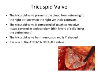 Tricuspid Valve The tricuspid valve prevents the blood from returning to the right   atrium when the right ventricle contracts  The tricuspid valve is composed of tough connective tissue covered in endocardium (thin layers of cells lining the entire heart.) The tricuspid valve has three cusps and is Y’ shaped. It is one of the ATROVENTRICUALR valves. 