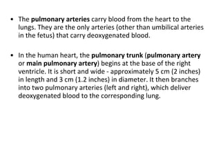 The  pulmonary arteries  carry blood from the heart to the lungs. They are the only arteries (other than umbilical arteries in the fetus) that carry deoxygenated blood. In the human heart, the  pulmonary trunk  ( pulmonary artery  or  main pulmonary artery ) begins at the base of the right ventricle. It is short and wide - approximately 5 cm (2 inches) in length and 3 cm (1.2 inches) in diameter. It then branches into two pulmonary arteries (left and right), which deliver deoxygenated blood to the corresponding lung. 
