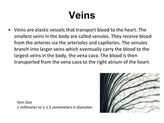 Veins Veins are elastic vessels that transport blood to the heart. The smallest veins in the body are called venules. They receive blood from the arteries via the arterioles and capillaries. The venules branch into larger veins which eventually carry the blood to the largest veins in the body, the vena cava. The blood is then transported from the vena cava to the right atrium of the heart. Vein Size  1 millimeter to 1-1.5 centimeters in diameter. 