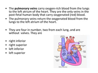 The  pulmonary veins  carry oxygen-rich blood from the lungs to the left atrium of the heart. They are the only veins in the post-fetal human body that carry oxygenated (red) blood. The pulmonary veins return the oxygenated blood from the lungs to the left atrium of the heart. They are four in number, two from each lung, and are without  valves. They are right inferior  right superior  left inferior  left superior  