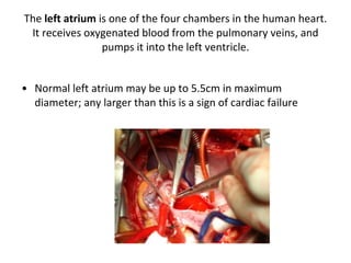 The  left atrium  is one of the four chambers in the human heart. It receives oxygenated blood from the pulmonary veins, and pumps it into the left ventricle. Normal left atrium may be up to 5.5cm in maximum diameter; any larger than this is a sign of cardiac failure  