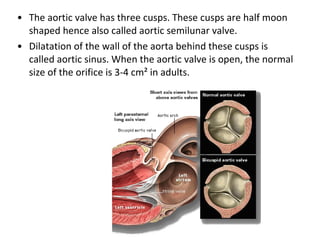 The aortic valve has three cusps. These cusps are half moon shaped hence also called aortic semilunar valve.  Dilatation of the wall of the aorta behind these cusps is called aortic sinus. When the aortic valve is open, the normal size of the orifice is 3-4 cm² in adults.  