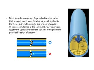 Most veins have one-way flaps called venous valves that prevent blood from flowing back and pooling in the lower extremities due to the effects of gravity. These are in-foldings of the tunica intima. The precise location of veins is much more variable from person to person than that of arteries . 