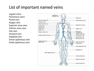 List of important named veins Jugular veins Pulmonary veins Portal vein Azygos vein Superior vena cava Inferior vena cava Iliac vein Femoral vein Popliteal vein Great saphenous vein Small saphenous vein 