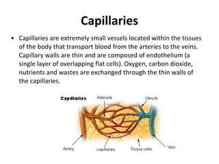 Capillaries Capillaries are extremely small vessels located within the tissues of the body that transport blood from the arteries to the veins. Capillary walls are thin and are composed of endothelium (a single layer of overlapping flat cells). Oxygen, carbon dioxide, nutrients and wastes are exchanged through the thin walls of the capillaries. 
