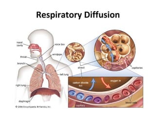 Respiratory Diffusion 