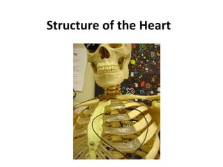 Structure of the Heart 
