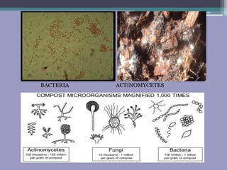 BACTERIA ACTINOMYCETES
 