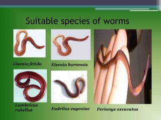 Suitable species of worms
Eisenia fetida Eisenia hortensis
Lumbricus
rubellus Eudrilus eugeniae Perionyx excavatus
 