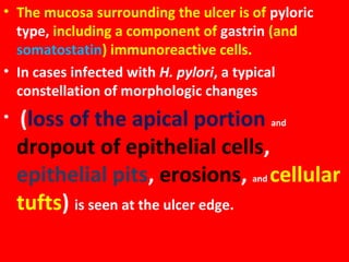 • The mucosa surrounding the ulcer is of pyloric
type, including a component of gastrin (and
somatostatin) immunoreactive cells.
• In cases infected with H. pylori, a typical
constellation of morphologic changes
•

(loss of the apical portion and
dropout of epithelial cells,
epithelial pits, erosions, and cellular
tufts) is seen at the ulcer edge.

 